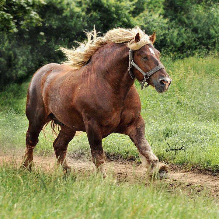 Jutland Draft Horse